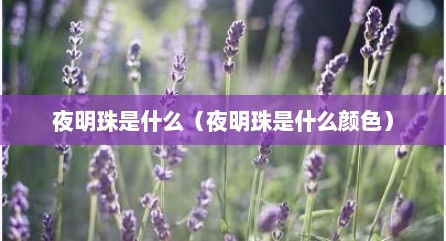 夜明珠是什么（夜明珠是什么颜色）
