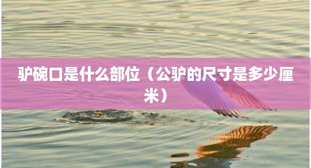 驴碗口是什么部位（公驴的尺寸是多少厘米）