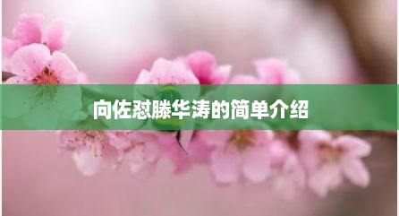 向佐怼滕华涛的简单介绍