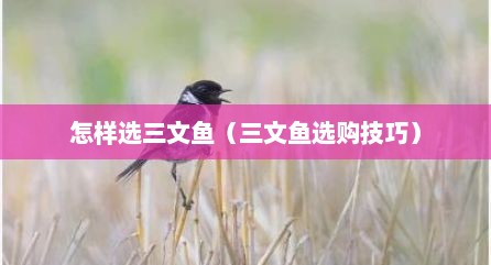 怎样选三文鱼（三文鱼选购技巧）