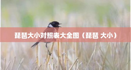 琵琶大小对照表大全图（琵琶 大小）