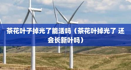 茶花叶子掉光了能活吗（茶花叶掉光了 还会长新叶吗）