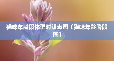 猫咪年龄段体型对照表图（猫咪年龄阶段图）