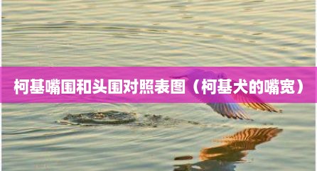 柯基嘴围和头围对照表图（柯基犬的嘴宽）