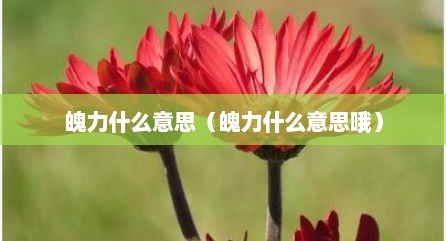 魄力什么意思（魄力什么意思哦）