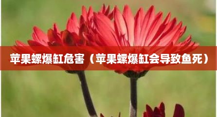 苹果螺爆缸危害（苹果螺爆缸会导致鱼死）