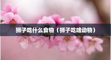狮子吃什么食物（狮子吃啥动物）