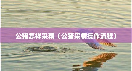 公猪怎样采精（公猪采精操作流程）