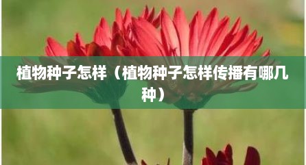 植物种子怎样（植物种子怎样传播有哪几种）