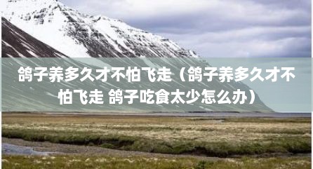 鸽子养多久才不怕飞走（鸽子养多久才不怕飞走 鸽子吃食太少怎么办）