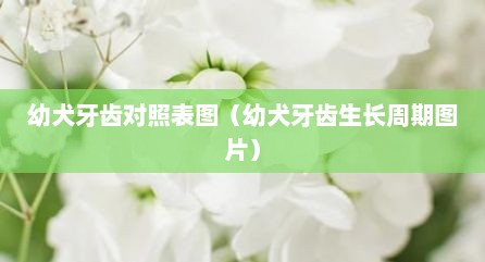 幼犬牙齿对照表图（幼犬牙齿生长周期图片）