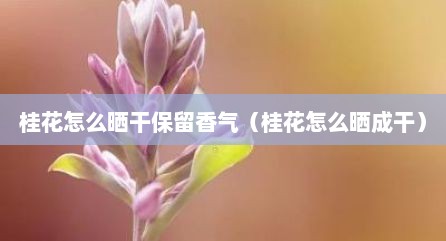 桂花怎么晒干保留香气（桂花怎么晒成干）