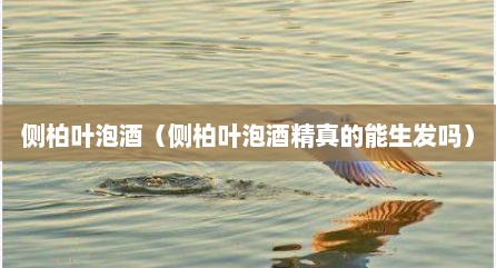 侧柏叶泡酒（侧柏叶泡酒精真的能生发吗）