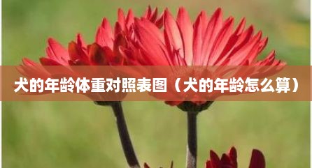 犬的年龄体重对照表图（犬的年龄怎么算）