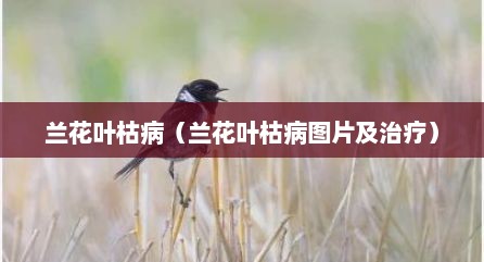 兰花叶枯病（兰花叶枯病图片及治疗）