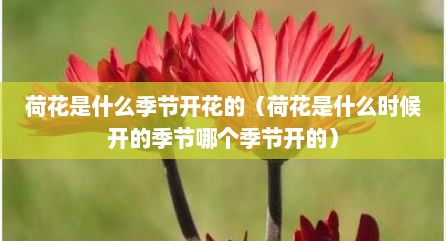 荷花是什么季节开花的（荷花是什么时候开的季节哪个季节开的）