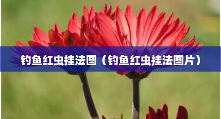 钓鱼红虫挂法图（钓鱼红虫挂法图片）