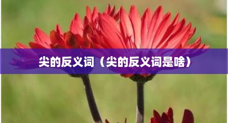 尖的反义词（尖的反义词是啥）