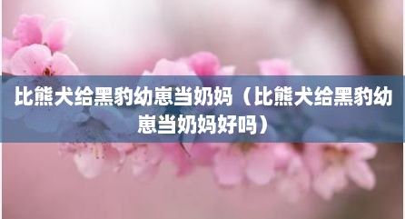 比熊犬给黑豹幼崽当奶妈（比熊犬给黑豹幼崽当奶妈好吗）