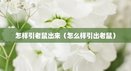 怎样引老鼠出来（怎么样引出老鼠）