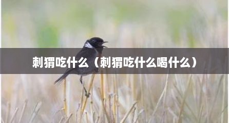 刺猬吃什么（刺猬吃什么喝什么）