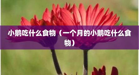小鹅吃什么食物（一个月的小鹅吃什么食物）