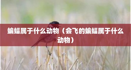 蝙蝠属于什么动物（会飞的蝙蝠属于什么动物）