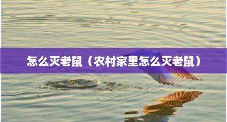 怎么灭老鼠（农村家里怎么灭老鼠）
