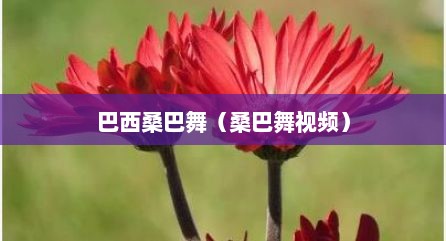 巴西桑巴舞（桑巴舞视频）