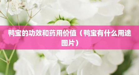 鸭宝的功效和药用价值（鸭宝有什么用途图片）