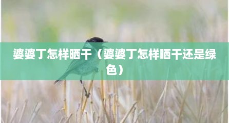 婆婆丁怎样晒干（婆婆丁怎样晒干还是绿色）