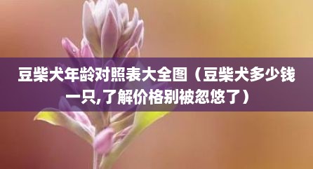豆柴犬年龄对照表大全图（豆柴犬多少钱一只,了解价格别被忽悠了）