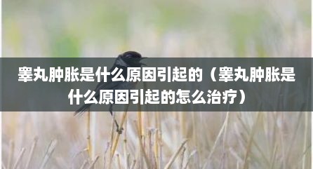 睾丸肿胀是什么原因引起的（睾丸肿胀是什么原因引起的怎么治疗）