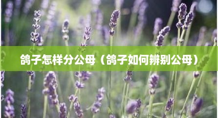 鸽子怎样分公母（鸽子如何辨别公母）