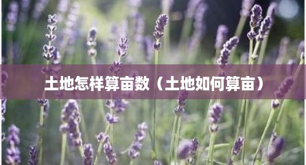 土地怎样算亩数（土地如何算亩）