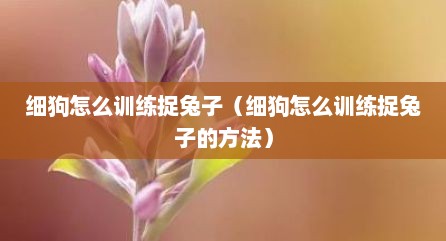 细狗怎么训练捉兔子（细狗怎么训练捉兔子的方法）