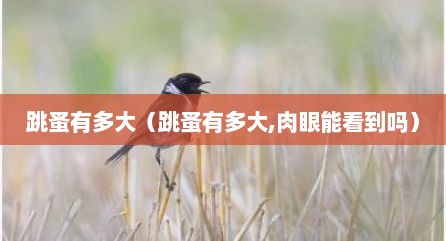 跳蚤有多大（跳蚤有多大,肉眼能看到吗）