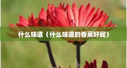 什么味道（什么味道的香薰好闻）