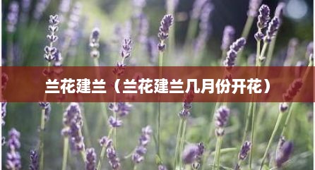 兰花建兰（兰花建兰几月份开花）