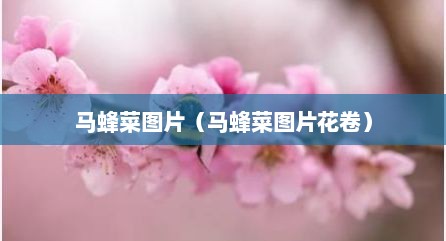 马蜂菜图片（马蜂菜图片花卷）