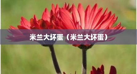 米兰大坏蛋（米兰大坏蛋）