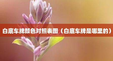 白底车牌颜色对照表图（白底车牌是哪里的）