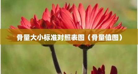 骨量大小标准对照表图（骨量值图）