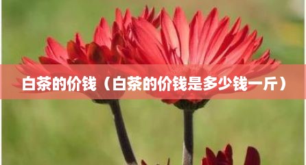 白茶的价钱（白茶的价钱是多少钱一斤）
