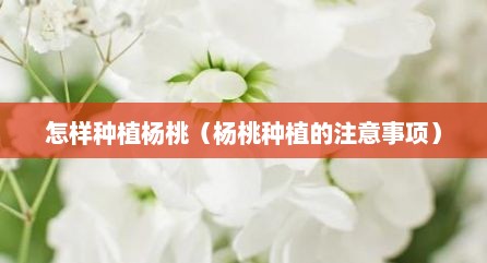 怎样种植杨桃（杨桃种植的注意事项）