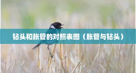 钻头和胀管的对照表图（胀管与钻头）