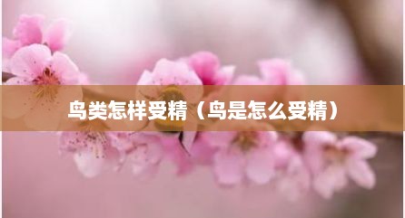 鸟类怎样受精（鸟是怎么受精）