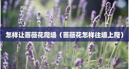 怎样让蔷薇花爬墙（蔷薇花怎样往墙上爬）