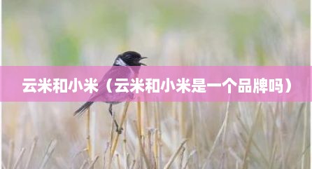 云米和小米（云米和小米是一个品牌吗）