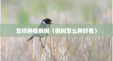 怎样种植枫树（枫树怎么种好看）